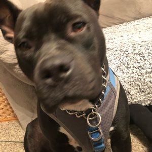 Meet your Posher, Dan